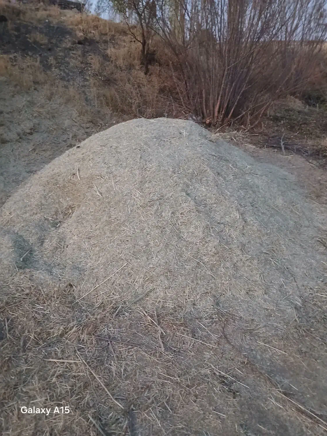 علف‌‌سبز‌جنگل‌|لوازم جانبی حیوانات|بهار, |دیوار