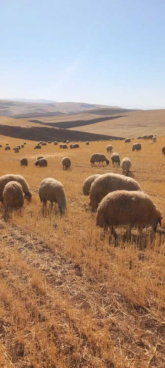 میش و بره گوسفند|حیوانات مزرعه|ماهیدشت, |دیوار