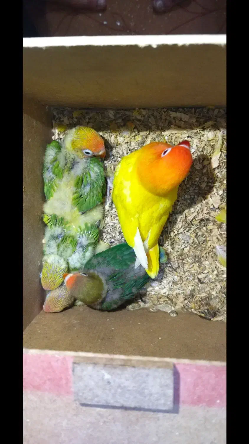 طوطی برزیلی نر و ماده شرطی شرطی شرطی|پرنده|اهواز, کمپلو جنوبی|دیوار