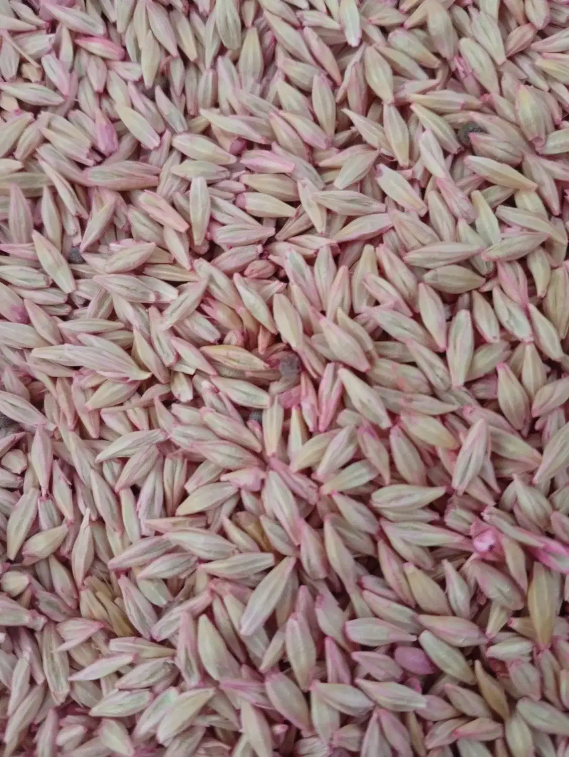 فروش بذر جو|عمده‌فروشی|کبودرآهنگ, |دیوار