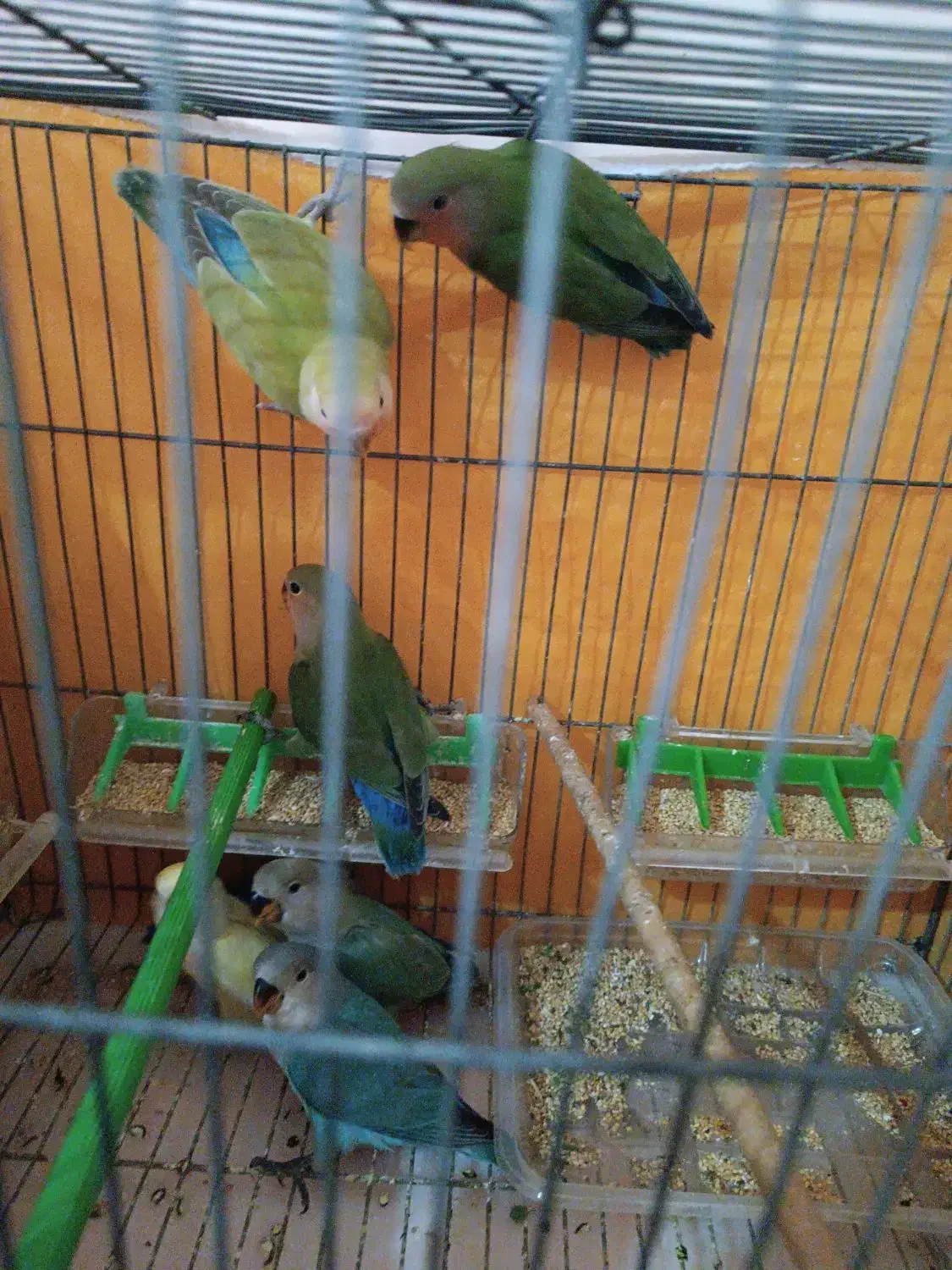 کوتوله برزیلی و اوپال و فیشر|پرنده|اصفهان, برزان|دیوار