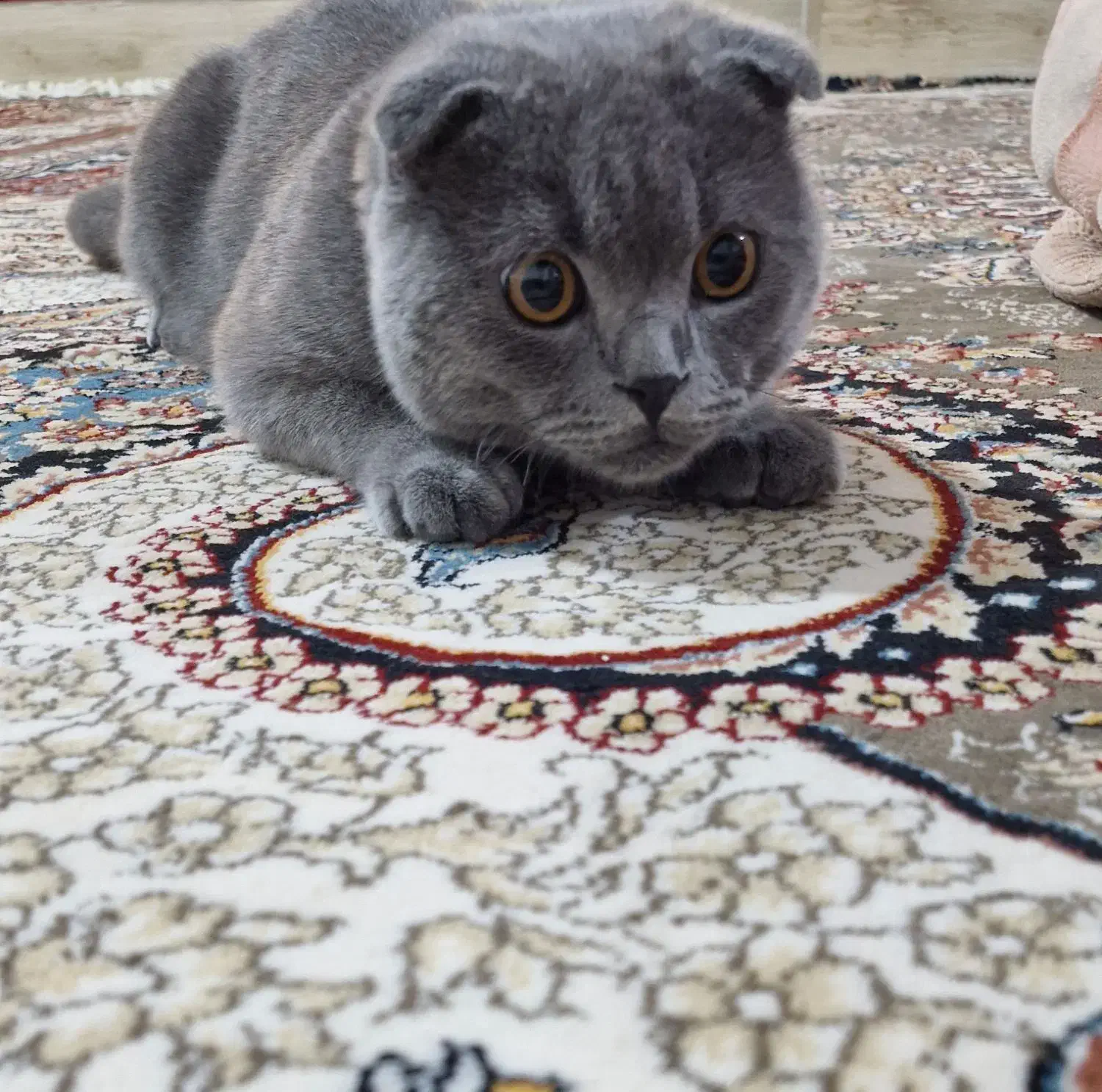 گربه اسکاتیش بلو|گربه|هشترود, |دیوار