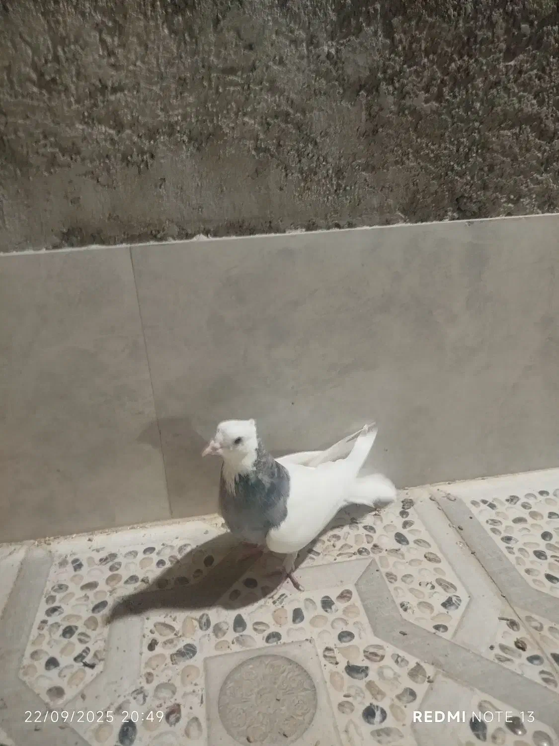 کبوتر|پرنده|شیراز, کوزه گری|دیوار