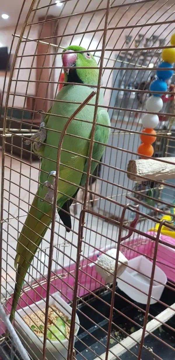 طوطی ملنگو ۲۳ماهه|پرنده|تبریز, |دیوار