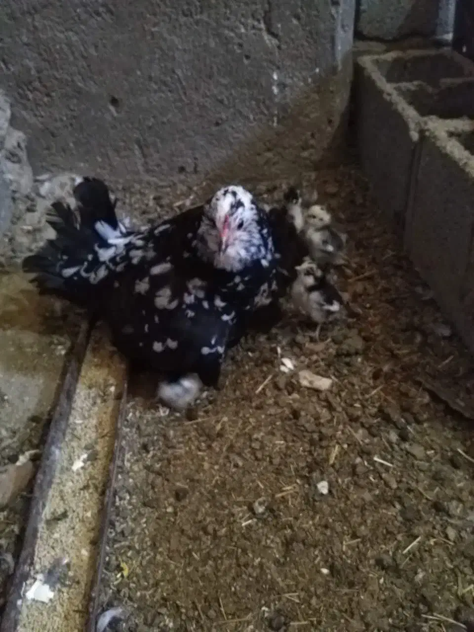 تخم مرغ گلین پنگوئن  نطفه دار|حیوانات مزرعه|قم, قلعه عموحسین|دیوار