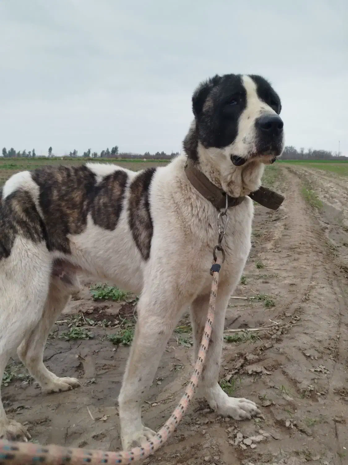 سگ افغانی|سگ|مینودشت, |دیوار