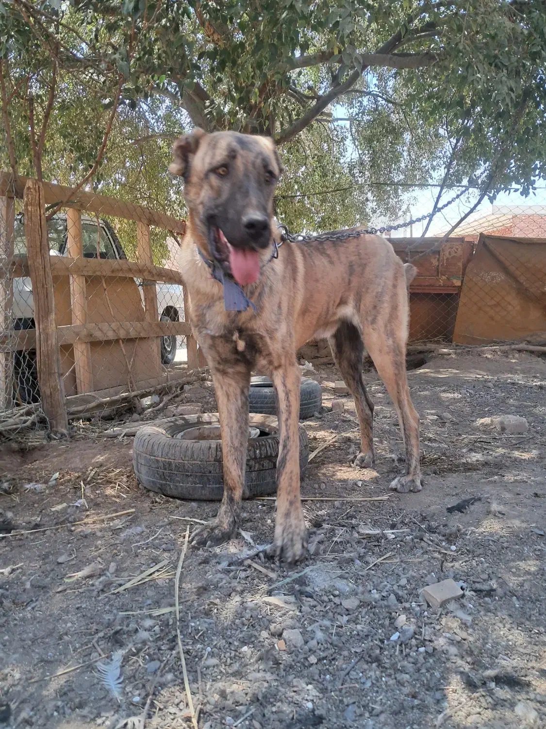 سگ افغان|حیوانات|بافت, |دیوار