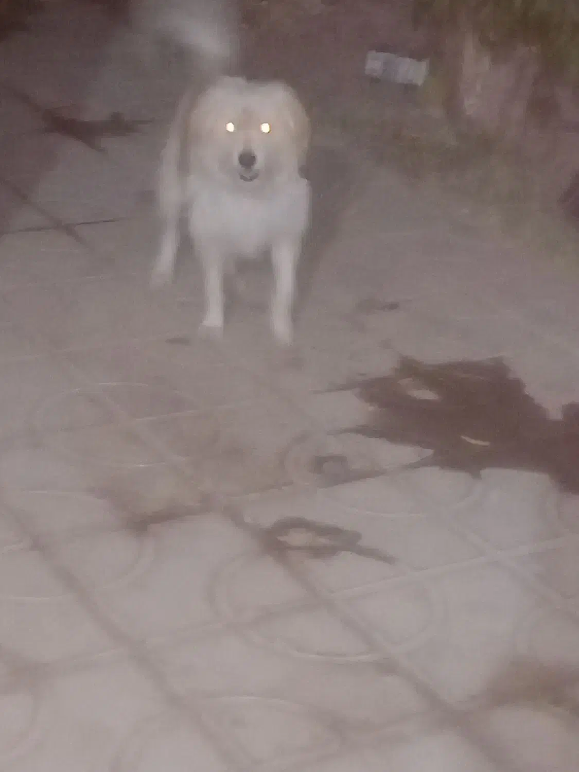 سگ شیتزو|سگ|داراب, |دیوار