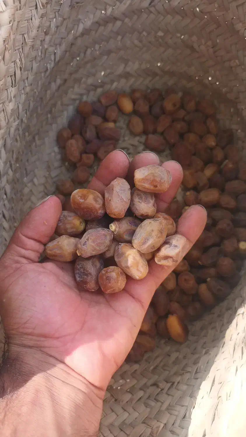 فروش خرمای ابادان|خوردنی و آشامیدنی|کرج, چمران|دیوار