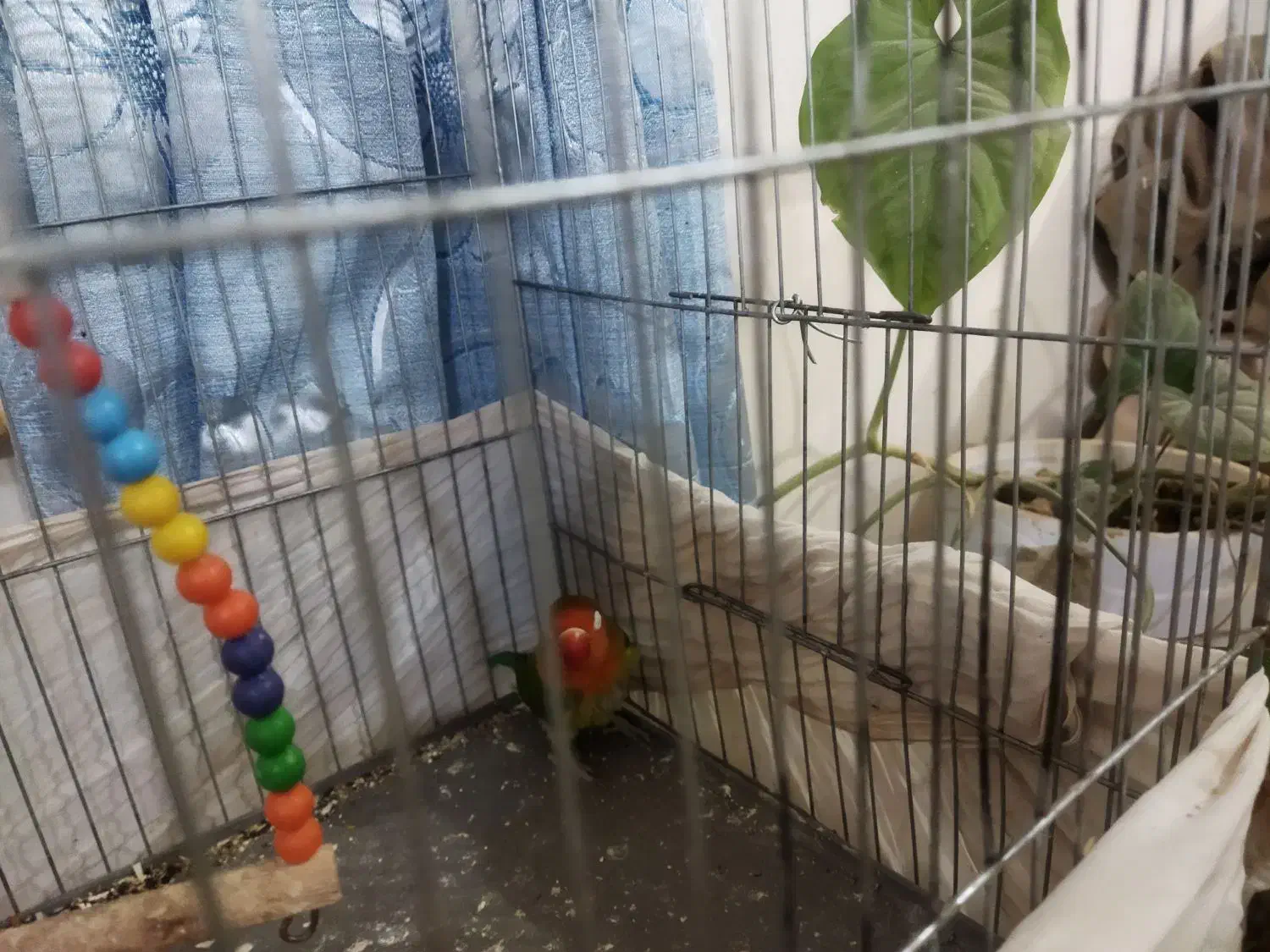 جفت طوطی برزیلی|پرنده|کرمان, |دیوار