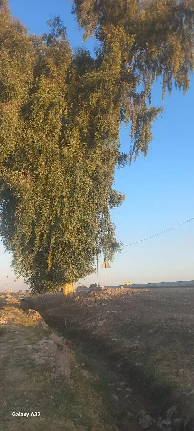 خریدانواع درخت|خدمات باغبانی و درختکاری|رامهرمز, |دیوار