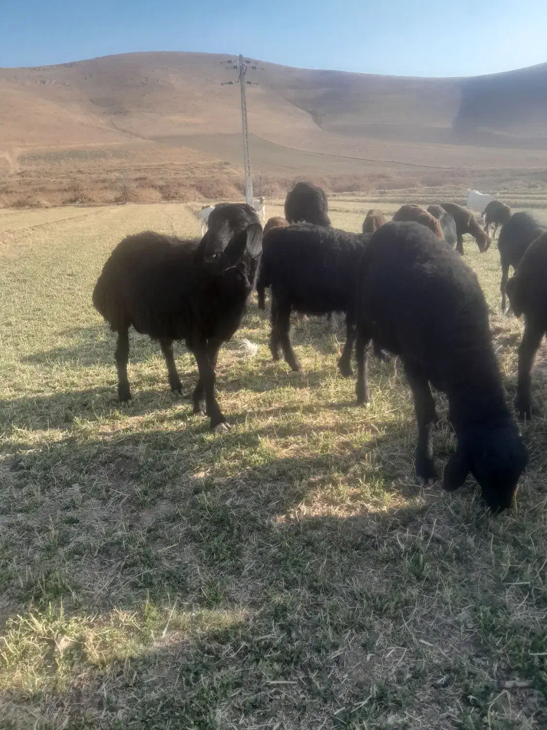 گوسفند|حیوانات مزرعه|باروق, |دیوار