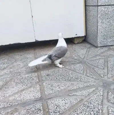 کبوتر|اسباببازی|شاهرود, |دیوار