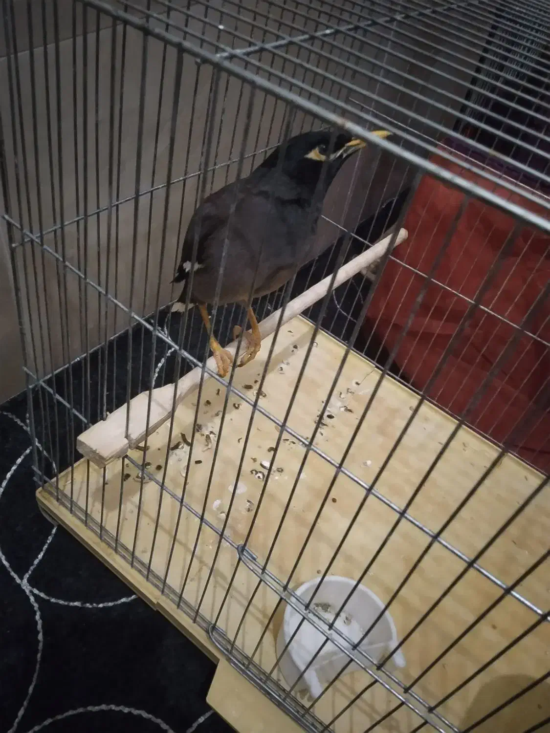 عروس هلندی و مرغ مینا|پرنده|قم, شهرک مهدیه (مدرس)|دیوار