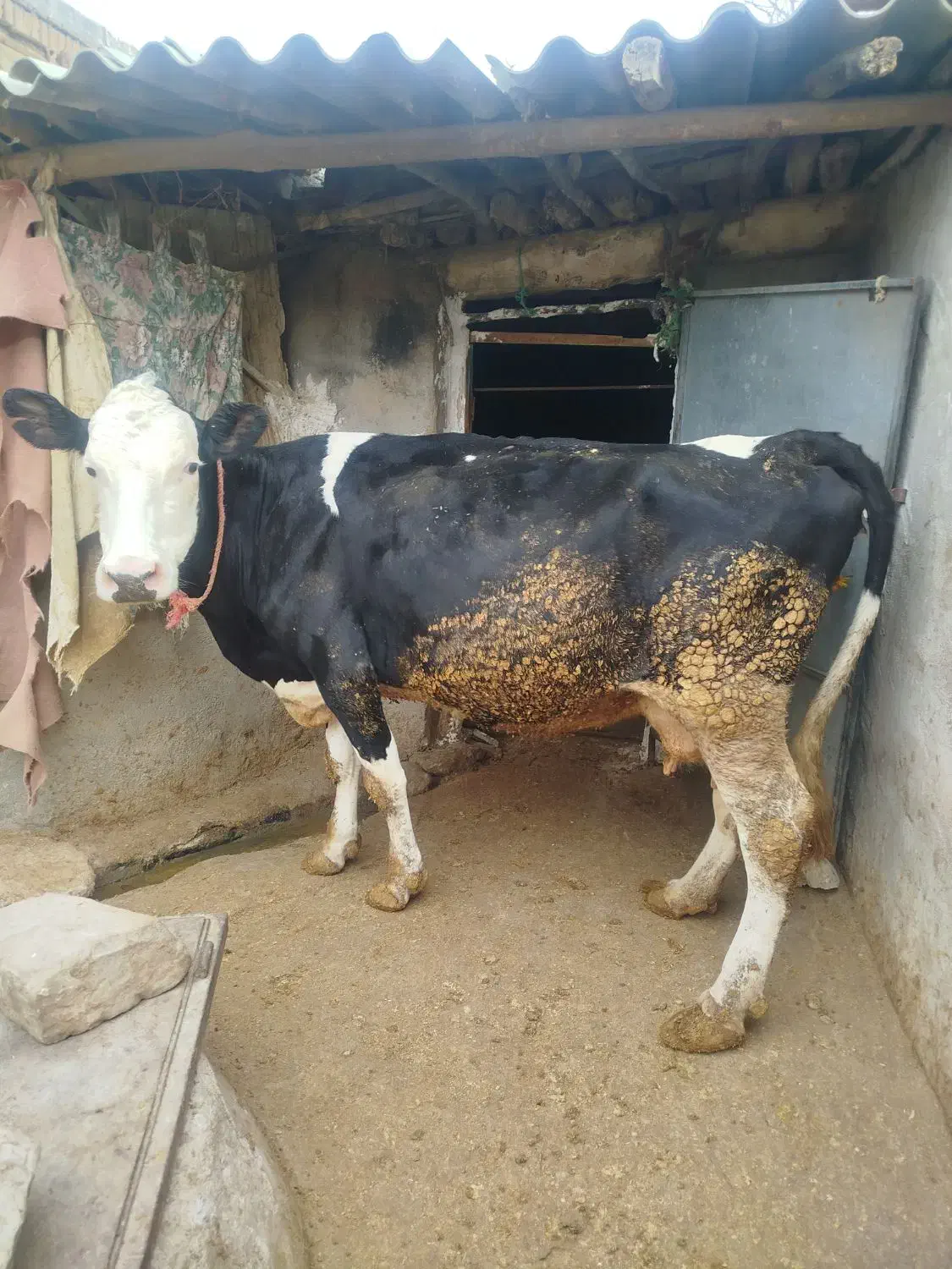 گاو شیری|حیوانات مزرعه|بجنورد, |دیوار