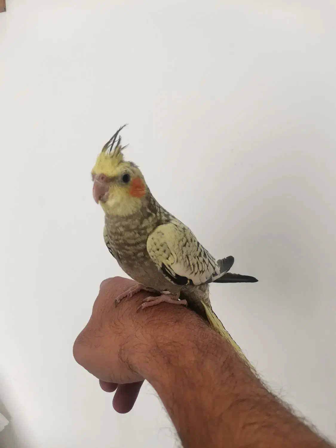 عروس هلندی جوان نر طاووسی فوق دستی|پرنده|تربتحیدریه, کاشانی|دیوار