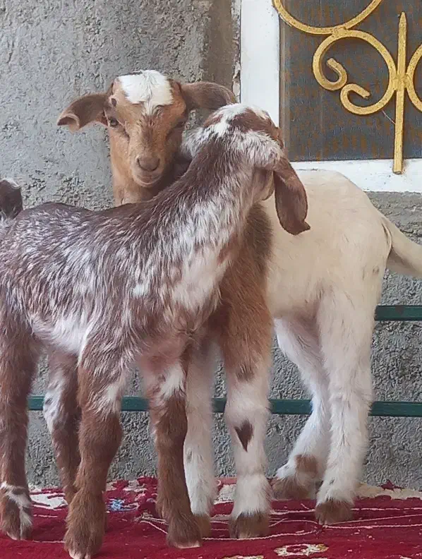 کهر شیر خواربازیگوش دوقلو زا زیر بزشیری مخوره پسنک|حیوانات مزرعه|بندرعباس, |دیوار