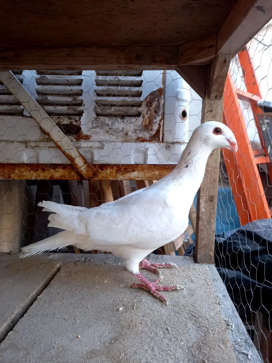 هومر کله اسبی|پرنده|مشهد, کوشش|دیوار