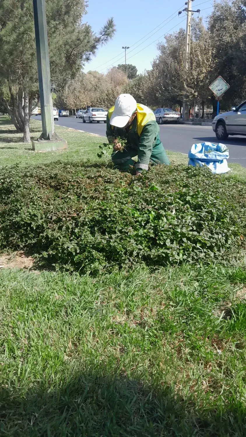 باغبانی پاکسازی باغچه علف زنی تعویض گلدان|خدمات باغبانی و درختکاری|قم, زینبیه|دیوار