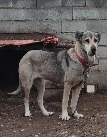 توله|سگ|ایلام, |دیوار