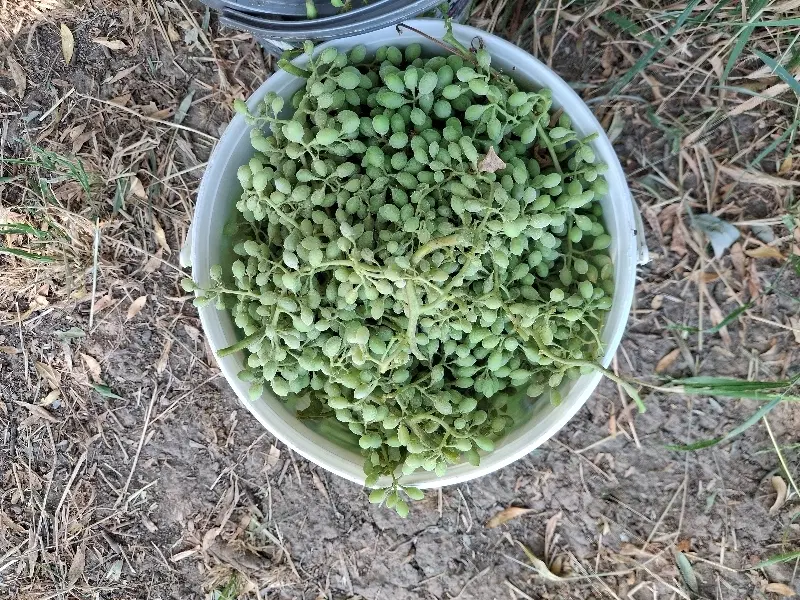 قوره|خوردنی و آشامیدنی|سنندج, |دیوار