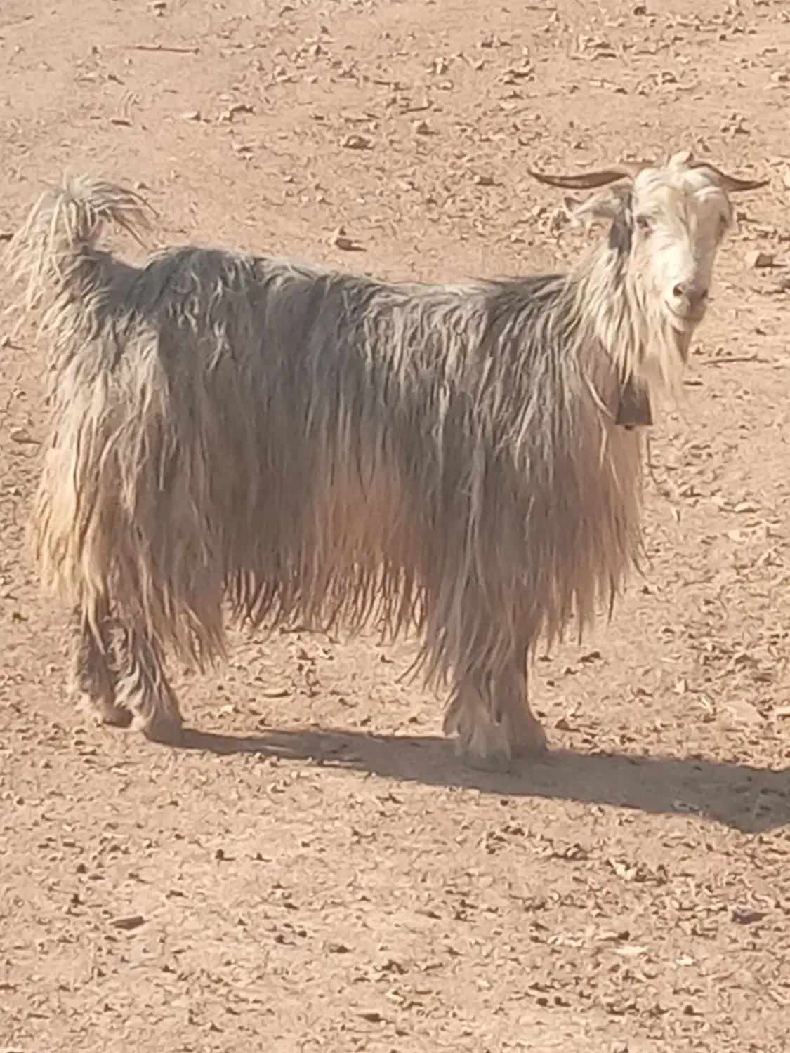 میش.بز.بزغاله.گاو.گوساله|حیوانات مزرعه|اردل, |دیوار