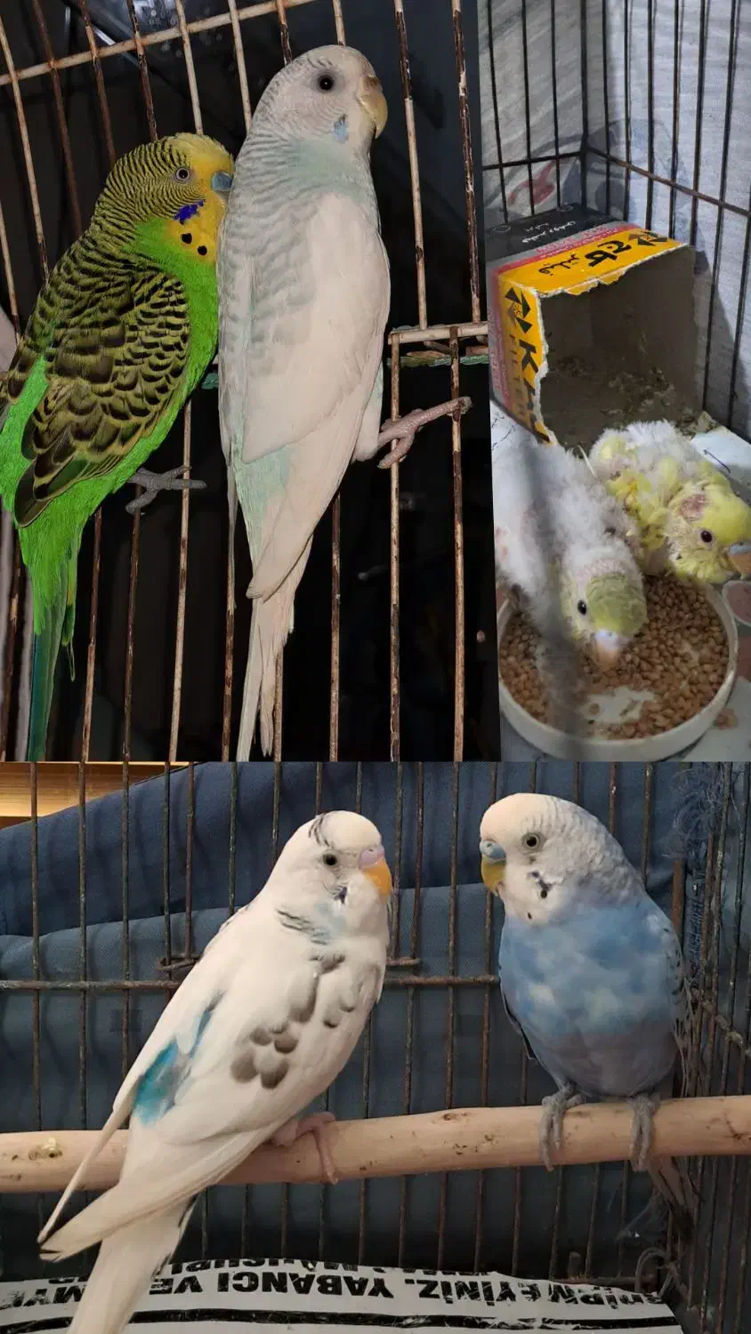 مرغ عشق|پرنده|بندر ماهشهر, |دیوار