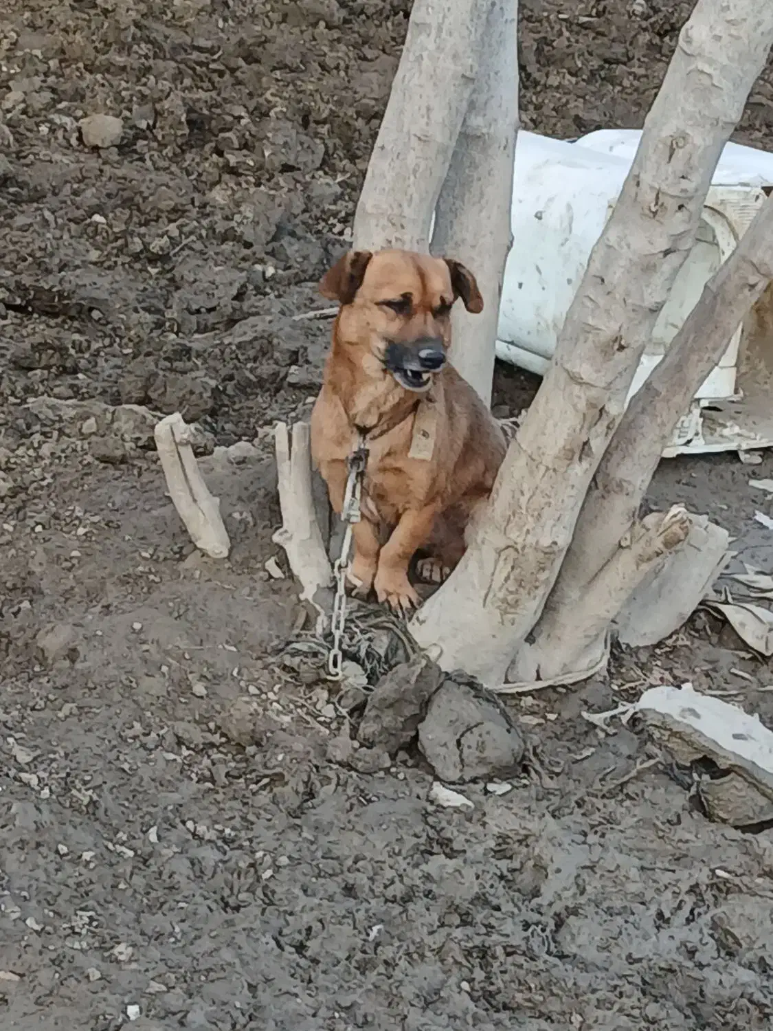 سگ پاکوتاه نر|سگ|گنبد کاووس, |دیوار