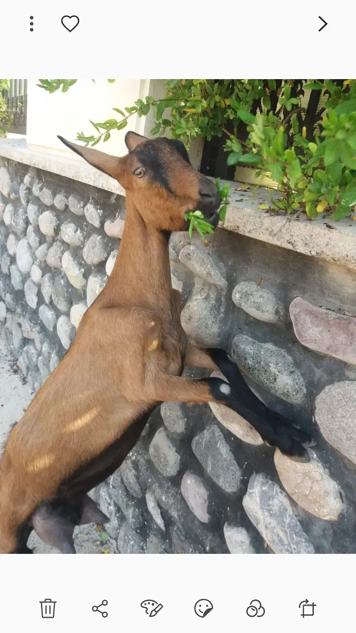 بزالپاین|حیوانات مزرعه|طالقان, |دیوار