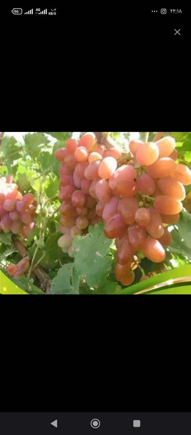 انگور آب گیری کیلوی ۵۰هزارتومان|خوردنی و آشامیدنی|شاهرود, |دیوار