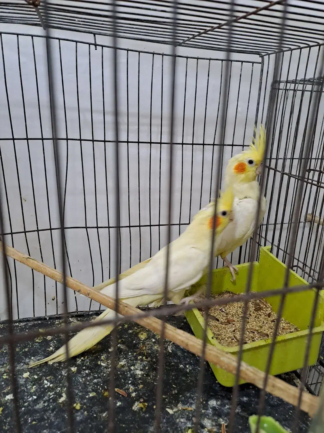 عروس هلندی|پرنده|رشت, آب آسیاب|دیوار