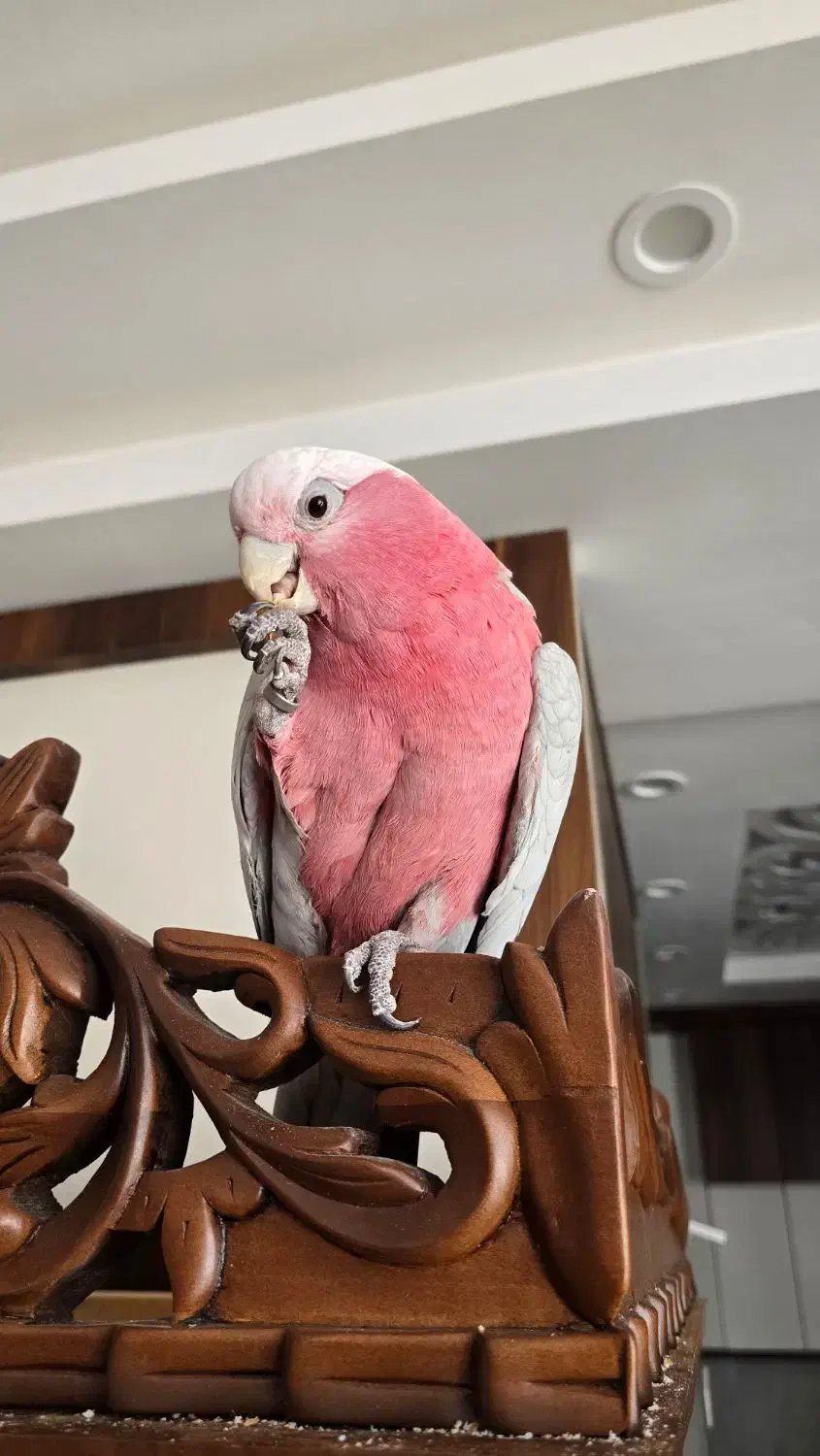 طوطی کاکادو گالارز رام سخنگو|پرنده|اصفهان, شاهزید|دیوار