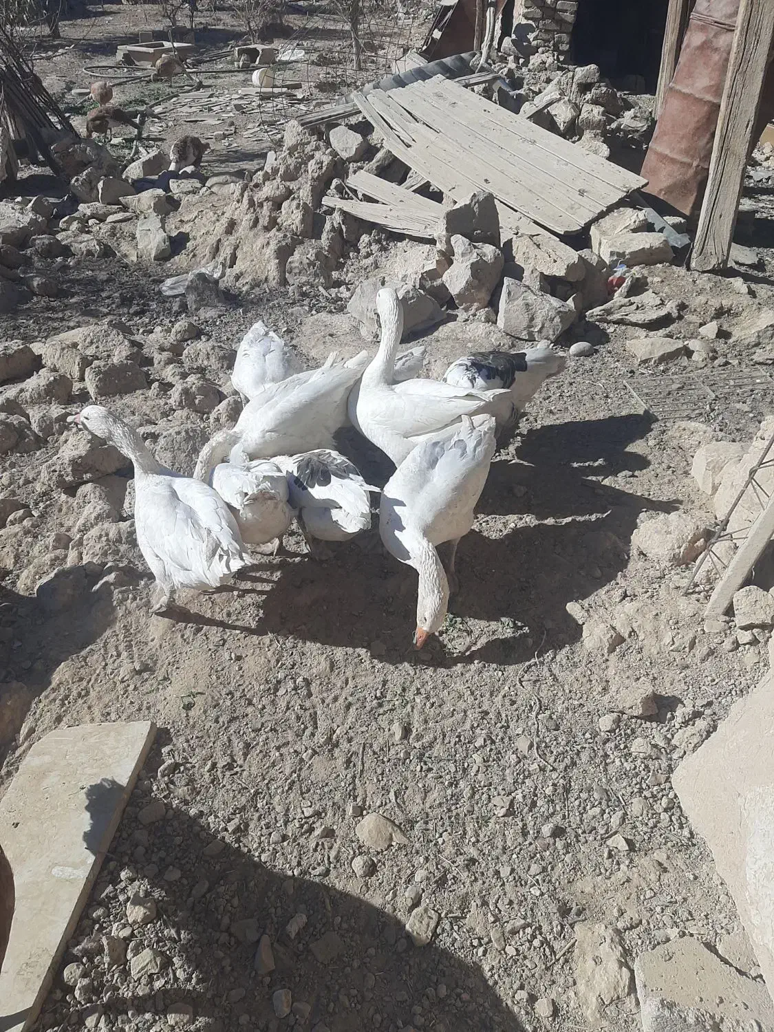 غاز|پرنده|مرودشت, مجد آباد|دیوار