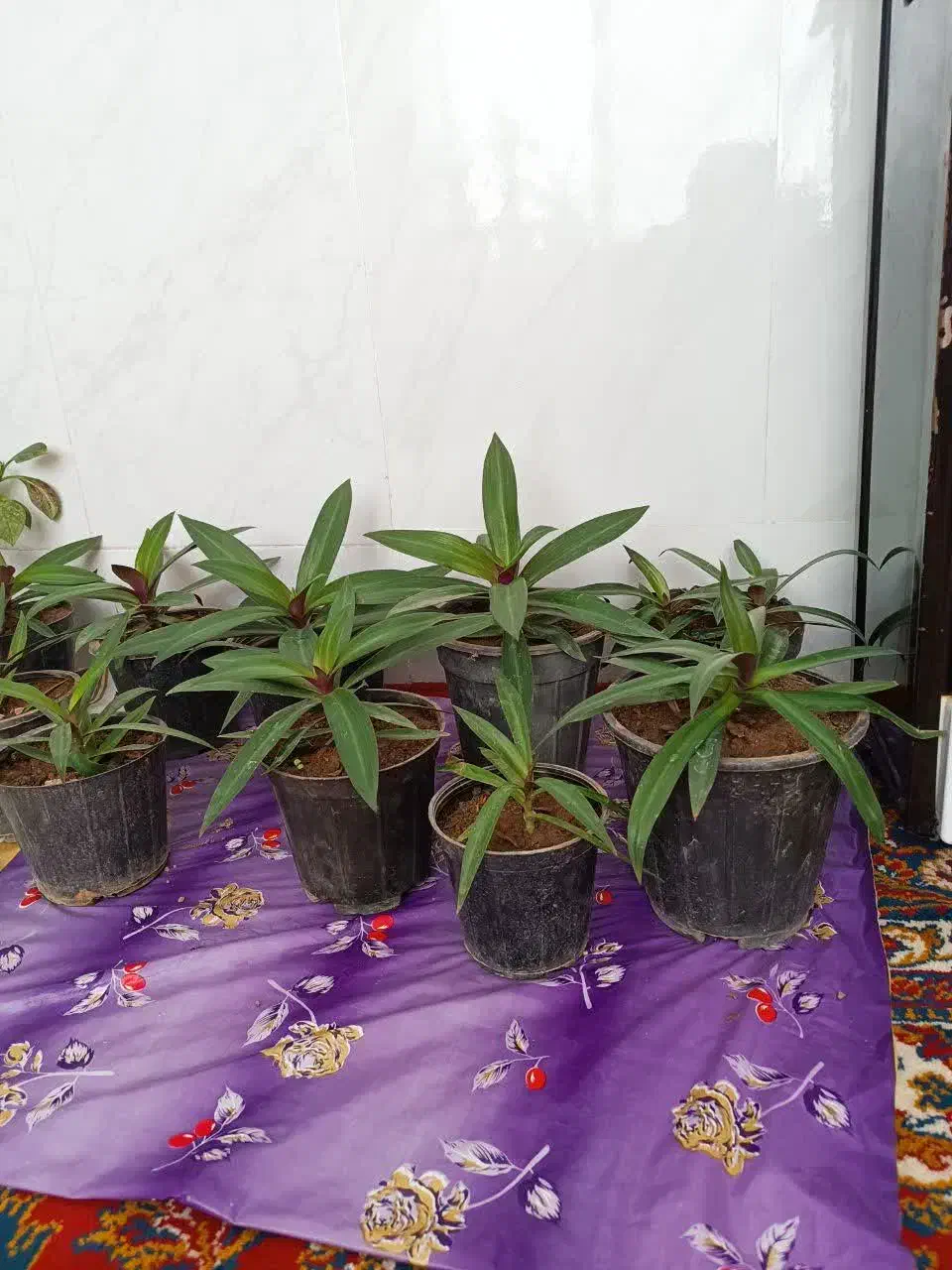 گل حسن یوسف گندمی|گل و گیاه طبیعی|گناباد, |دیوار