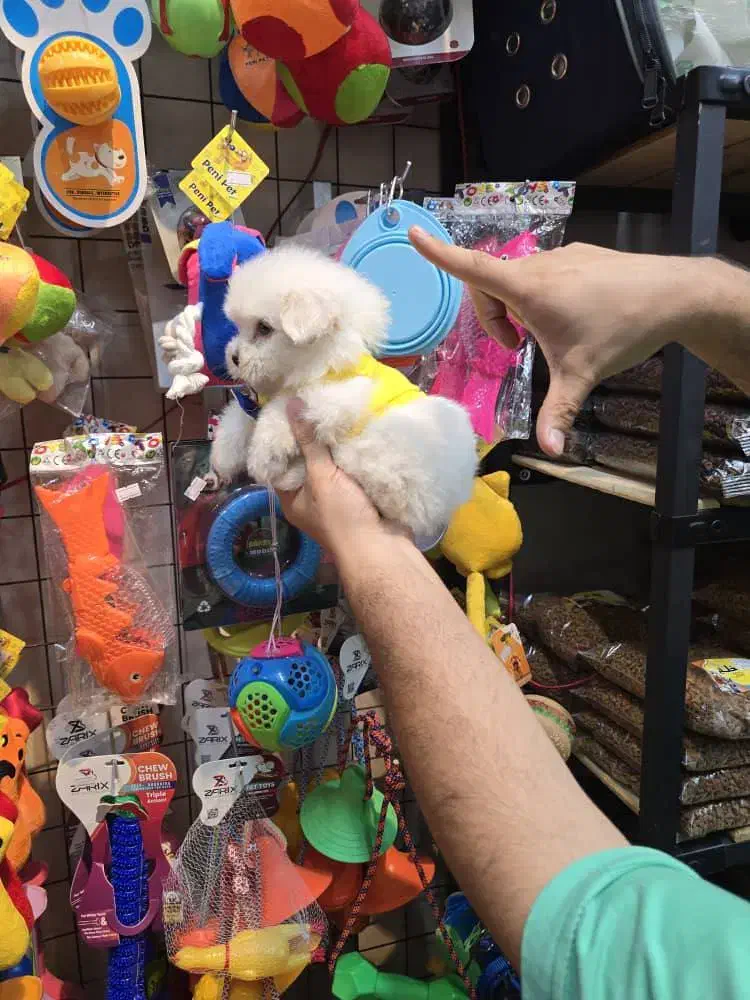 شیتزو کراس های فنجونی|سگ|اصفهان, قائمیه|دیوار