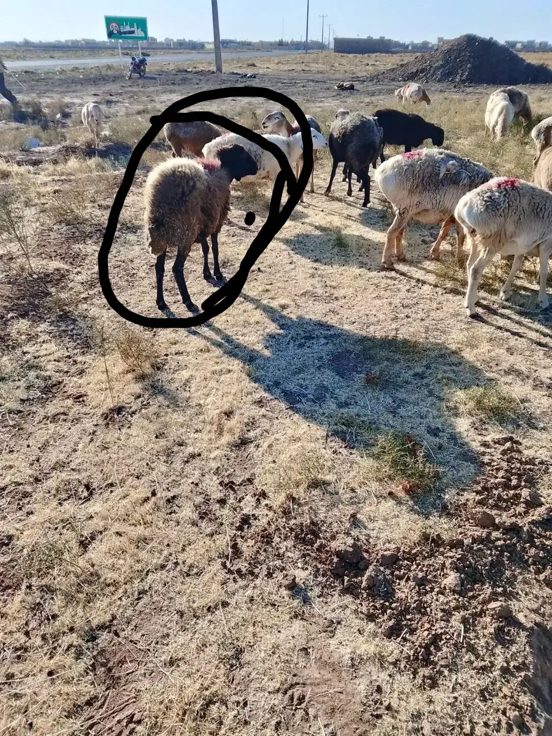 میش بره|حیوانات مزرعه|مشهد, کوشش|دیوار