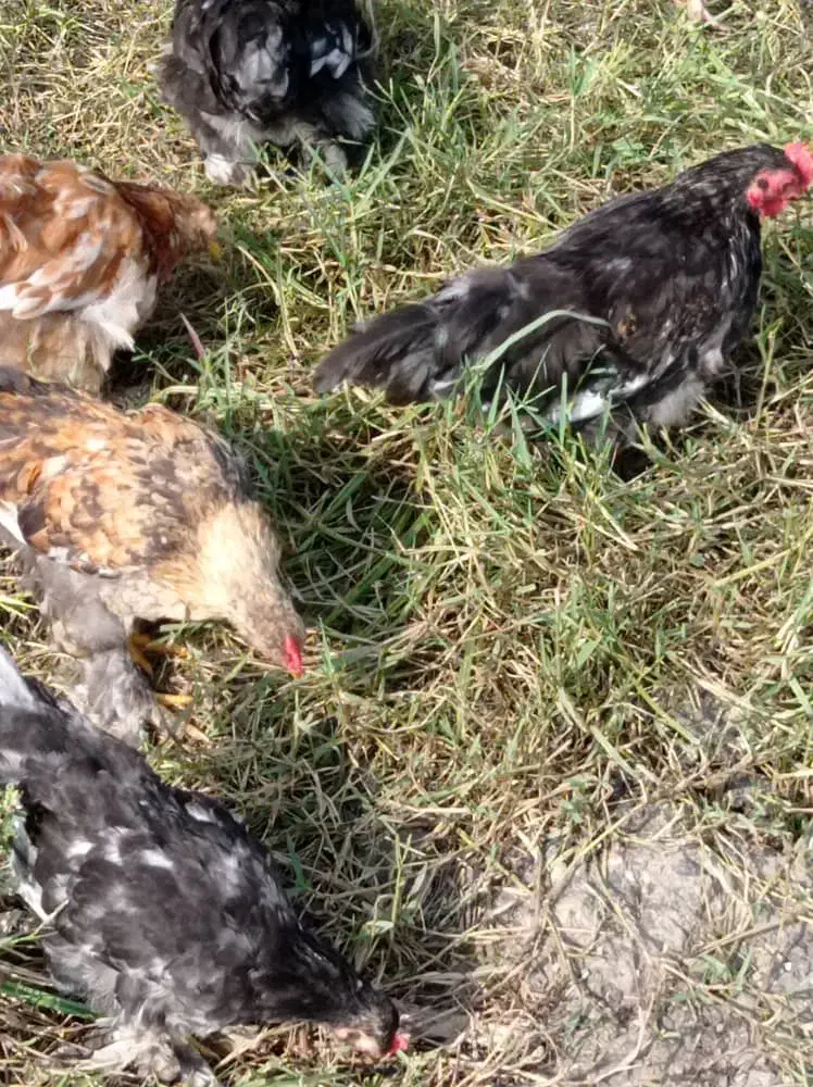 چند عدد خروس پاپری|حیوانات مزرعه|رشت, لاکان شهر|دیوار