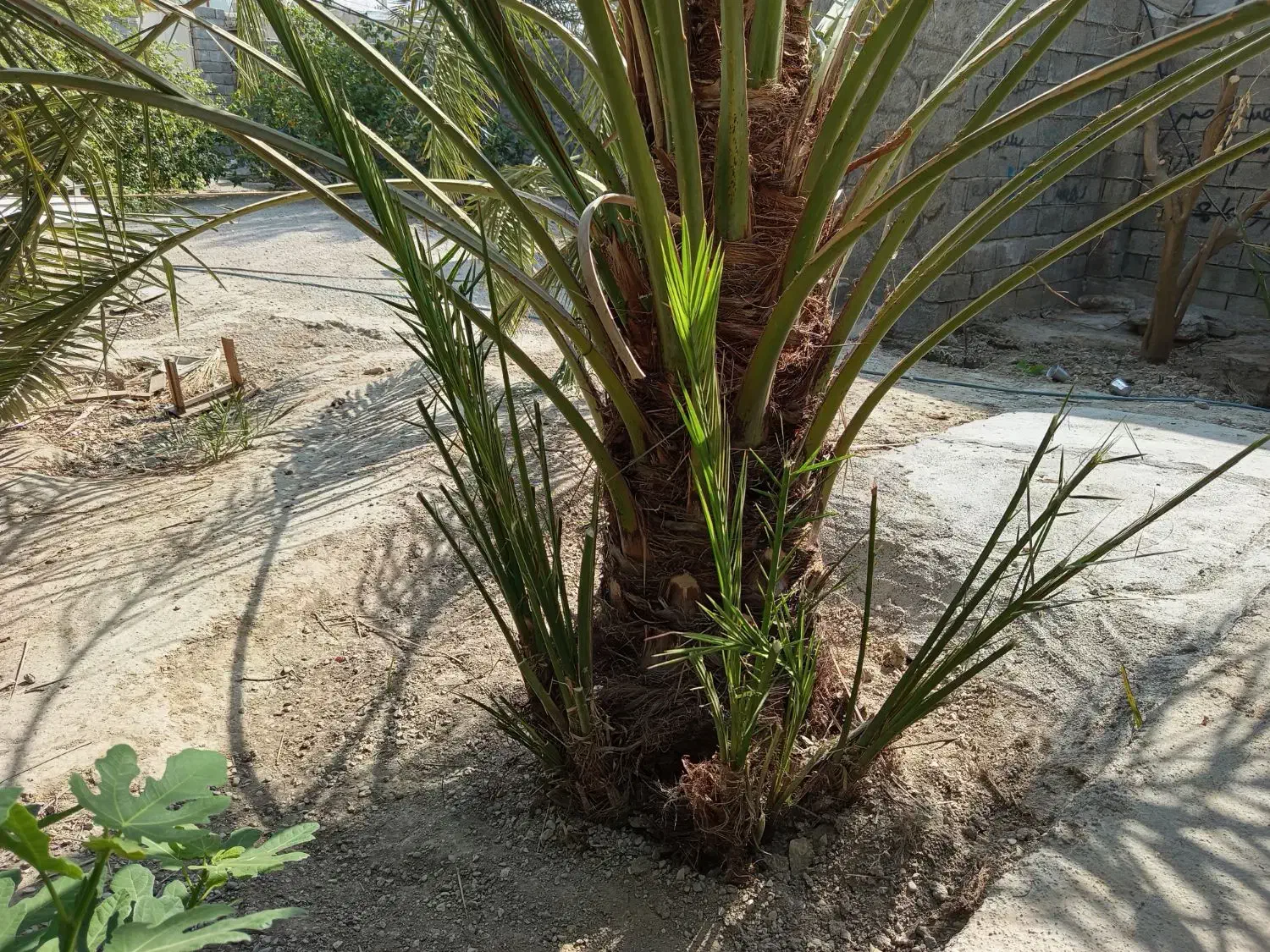 دمیت حاج باقری اصل|گل و گیاه طبیعی|وحدتیه, |دیوار