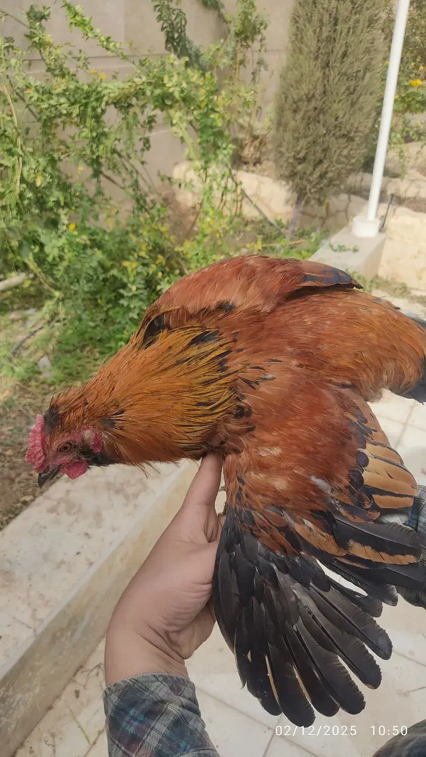 خروس محلی ریشی کاکلی چهل تاج|حیوانات مزرعه|فسا, |دیوار