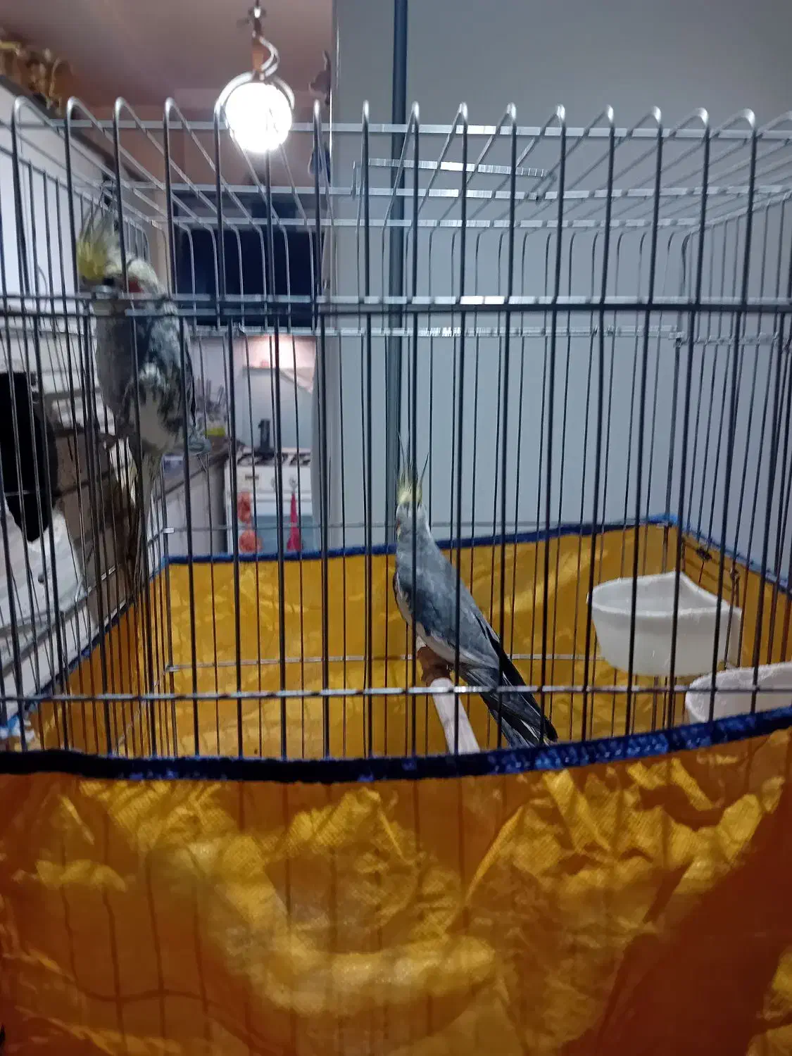 دو عدد عروس هلندی نر و ماده|پرنده|فردیس, شهرک ناز|دیوار