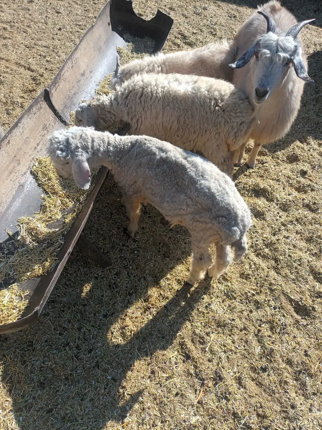 بره سبک|حیوانات مزرعه|بافت, |دیوار