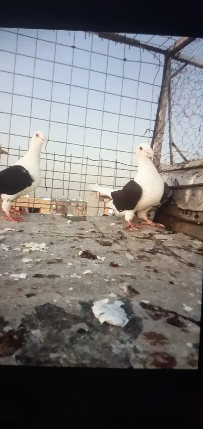 پشدارکبوتر کویتی۴تومن|حیوانات|الوند, |دیوار