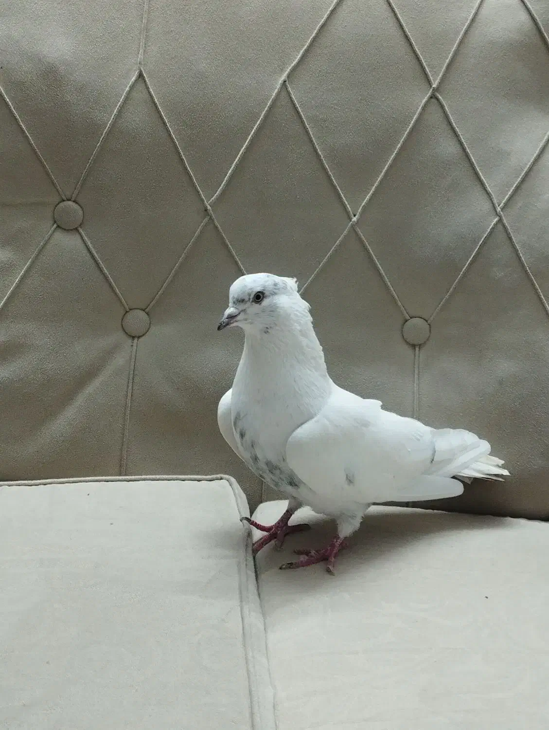 کفتر|پرنده|کرج, خرمدشت|دیوار