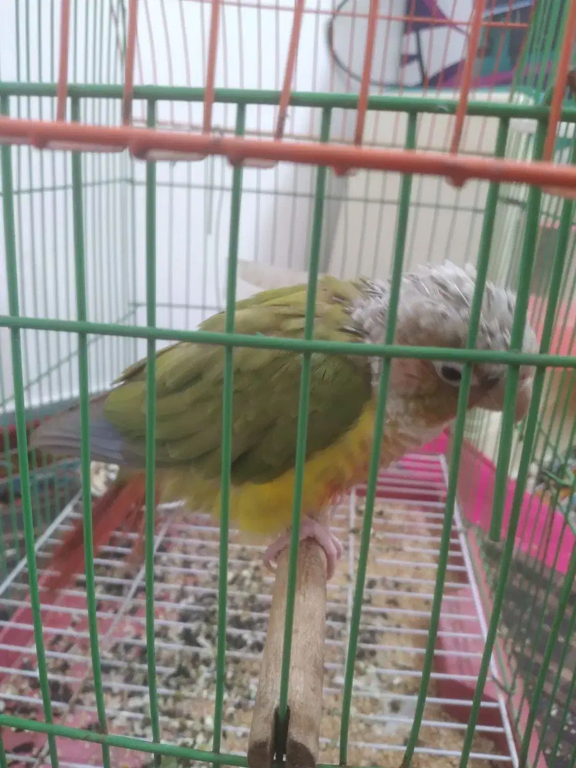 گرینچیک|پرنده|گنبد کاووس, |دیوار