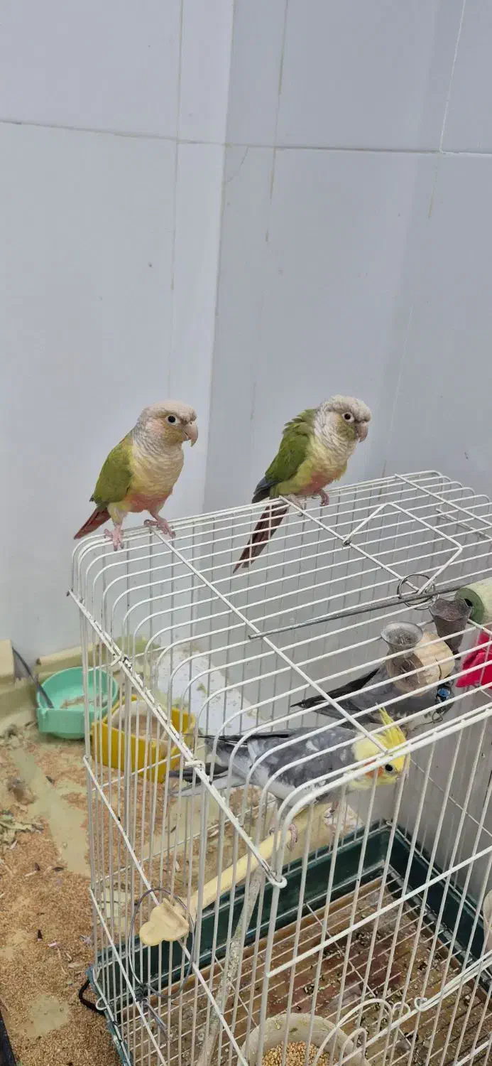 طوطی گیرینچیک|پرنده|شاهین‌شهر, شهرک سایت|دیوار