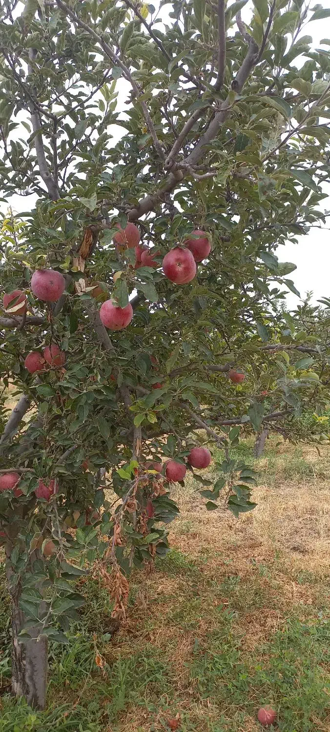 فروش ۵۰۰ متری باغ درجاده اهر مشگین|فروش دفتر صنعتی، کشاورزی، تجاری|فندقلو, |دیوار
