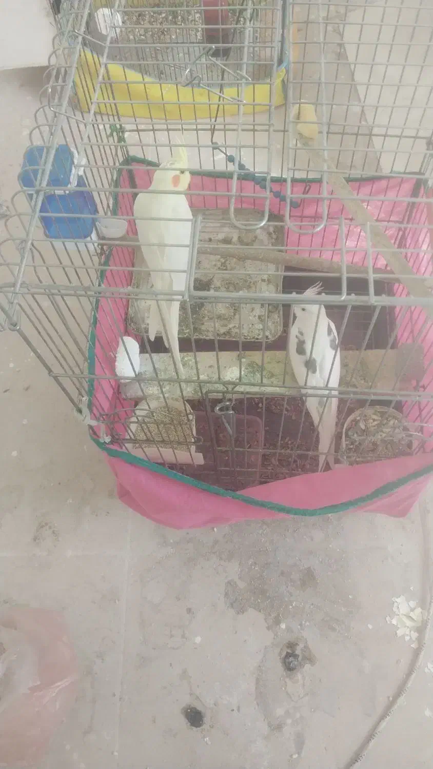 فروش فوری عروس هلندی سه جفت برشت جوجه دادن|پرنده|هشتگرد, هشتگرد قدیم|دیوار