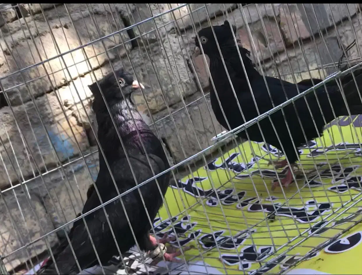 ۸تا زاغ چشمنوک سفید درجه یک|پرنده|شاهینشهر, پاسداران|دیوار