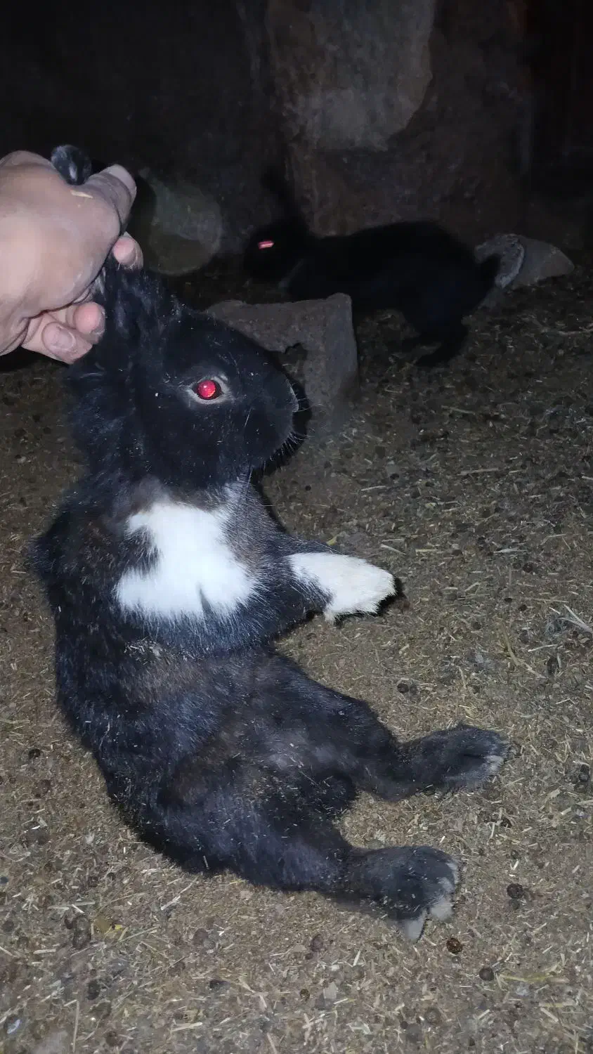 خرگوش|موش و خرگوش|خواف, |دیوار