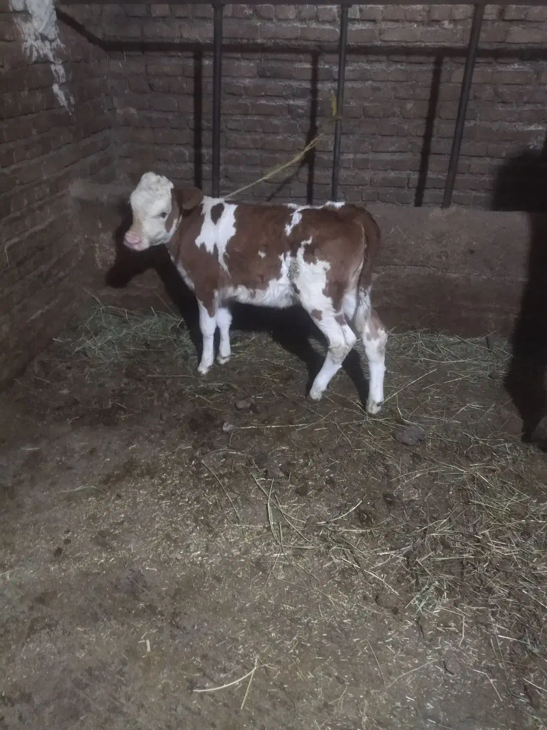 گاو|حیوانات مزرعه|مهاباد (آذربایجان غربی), |دیوار